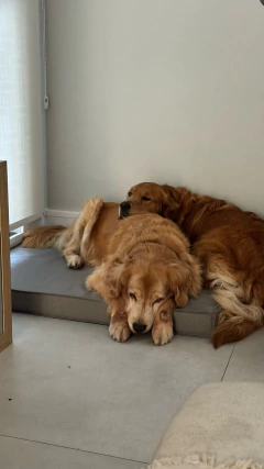 Cama para cachorro e gato Impermeável Almofada Futon Cinza Mescla Lisato - Patas e Atos 