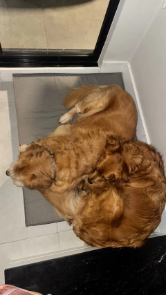 Imagem do Cama para cachorro e gato Impermeável Almofada Futon Cinza Mescla Lisato