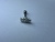 Piercing tragus / escafa - comprar online