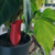 Globo Rose de Riego para Plantas Premium 3d - comprar online