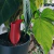 Globo Rose de Riego para Plantas Premium 3d - buy online