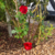 Globo Rose de Riego para Plantas Premium 3d - Ofilaser.com