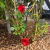 Globo Rose de Riego para Plantas Premium 3d - Ofilaser.com