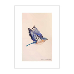 Animalis Aves 2