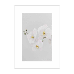 Floralia Orquídeas 1