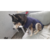 BODY POST QUIRÚRGICO para mascotas en internet