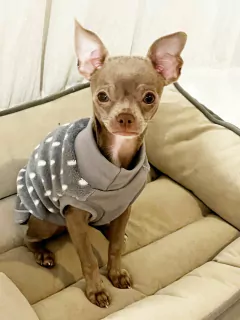 Abrigo Bambi en internet