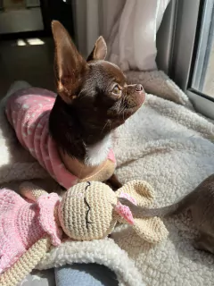 Abrigo Bambi - Tito’s Tienda de Mascotas 