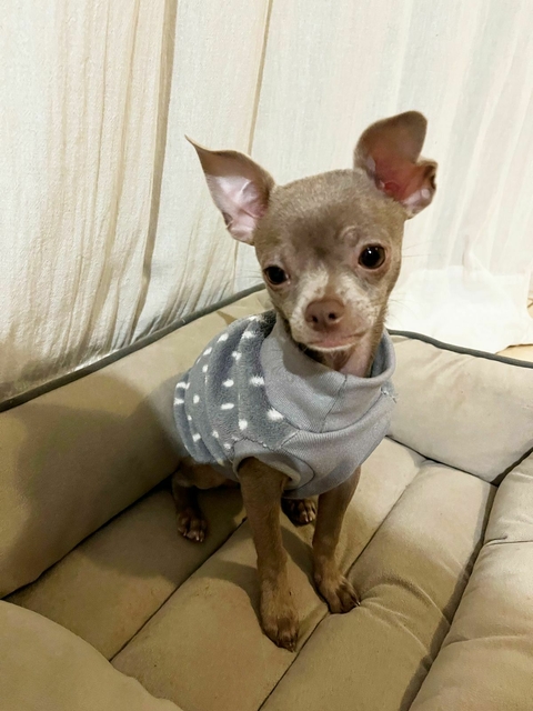 Abrigo Bambi