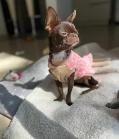 Abrigo Bambi - comprar online