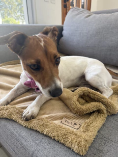 Manta Ted Caramelo - comprar online