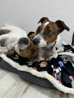 Imagen de Mantas Love Dogs Polar soft y corderito