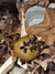 12 BOMBONS PROTEICOS (300g)- Para abelhas nativas - comprar online