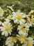 8 PLANTAS PARA AS ABELHAS (ESTACAS) + sementes de cosmos na internet