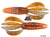 Isca Soft PowerBait PIT BOSS 4" - BERKLEY - 10cm - 8 unidades - comprar online