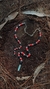 Colar Cobra Coral - comprar online