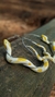 Brincos Argola serpente