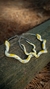 Brincos Argola serpente na internet