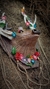 Cervo Ostara