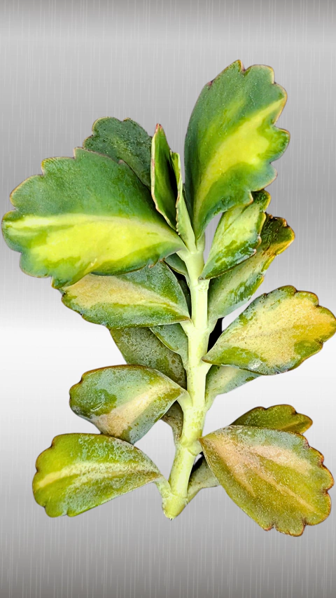 Kalanchoe variegata pink