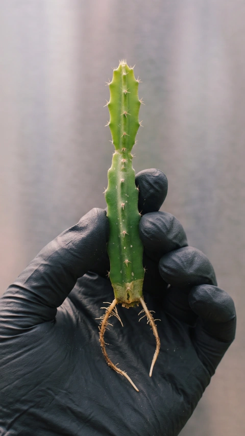 Pitaya autofértil polpa vermelha (10cm)