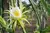 Muda de pitaya autofértil (10cm) na internet