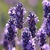 ESSÊNCIA LAVANDA FRANCESA PARA AROMATIZADOR & SABONETE - 50ML