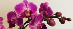 Banner da categoria Orquídeas