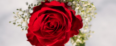 Banner da categoria Mimos de Rosas 