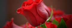 Banner da categoria Buquê de Rosas