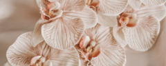 Banner da categoria Linha Luxo Vasos 