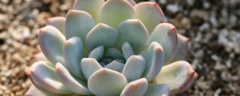 Banner da categoria Suculentas /Cactos