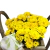 Jardim Amarelo - comprar online