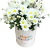 Surprea com mini Margaridas Brancas - comprar online