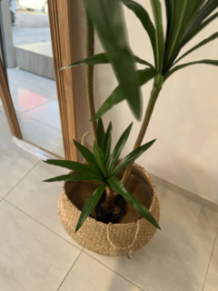 Planta cycas 1.5 mts - tienda online