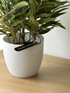 Planta bamboo en internet