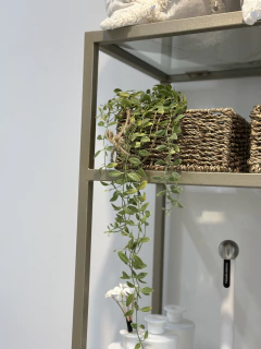 Planta colgante con maceta