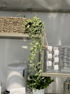 Planta colgante con maceta - comprar online