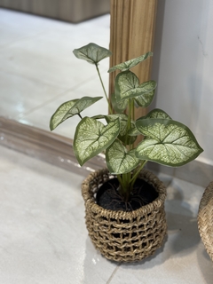 Planta alocacia - comprar online