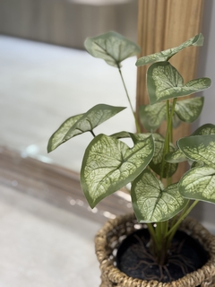 Planta alocacia en internet