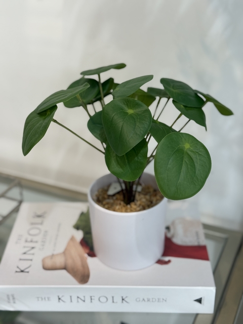 Planta luna verde - comprar online