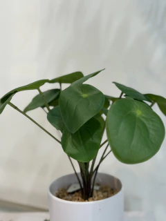 Planta luna verde en internet