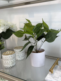 Planta corazon verde - comprar online