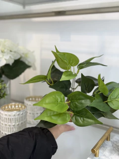 Planta corazon verde - Gelsomino Home Deco