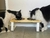 Imagen de Comedero Modelo Clásico - Para GATITOS - Industrial