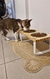 Comedero Modelo Clásico - Para GATITOS - Industrial