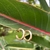 Argola Clássica Dourada