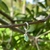 Berloque com Pedra Natural Esmeralda Prata 950 - comprar online