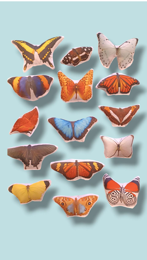 SET mariposas argentinas