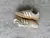 TENIS ADIDAS SAMBA OG COURO ALUMINIUM na internet